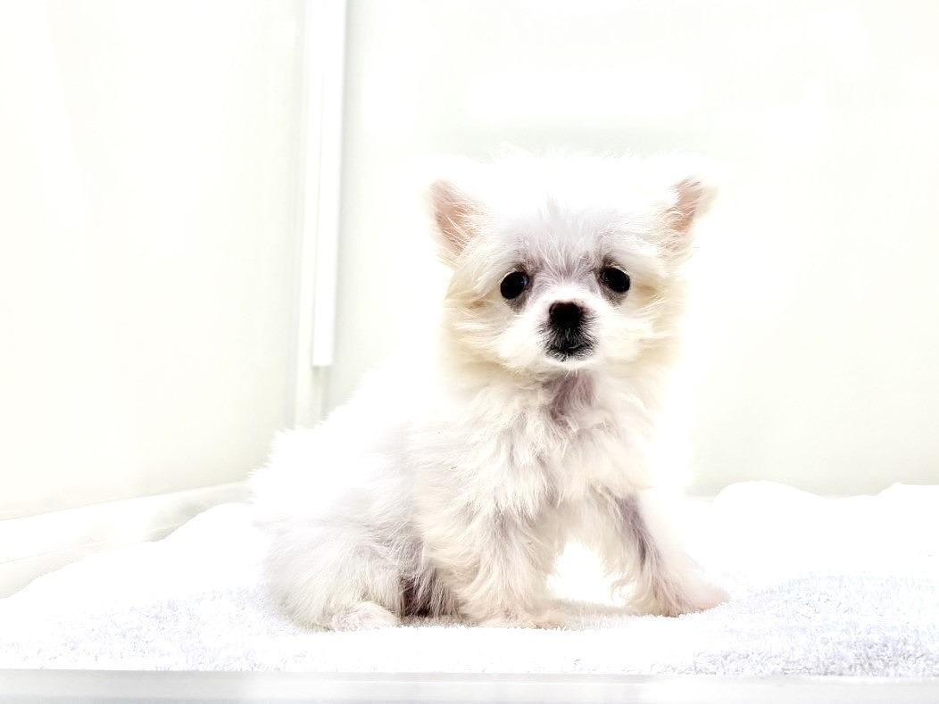 東京都のＭＩＸ犬　マルポメ (かねだい本町田店/2025年8月1日生まれ/女の子/クリーム)の子犬の4枚目の画像