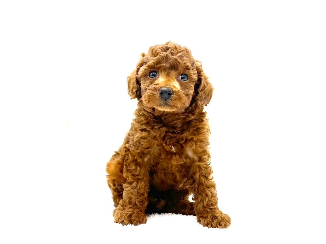 東京都のトイプードル(トイ) (かねだい本町田店/2025年8月10日生まれ/男の子/レッド)の子犬の1枚目の画像