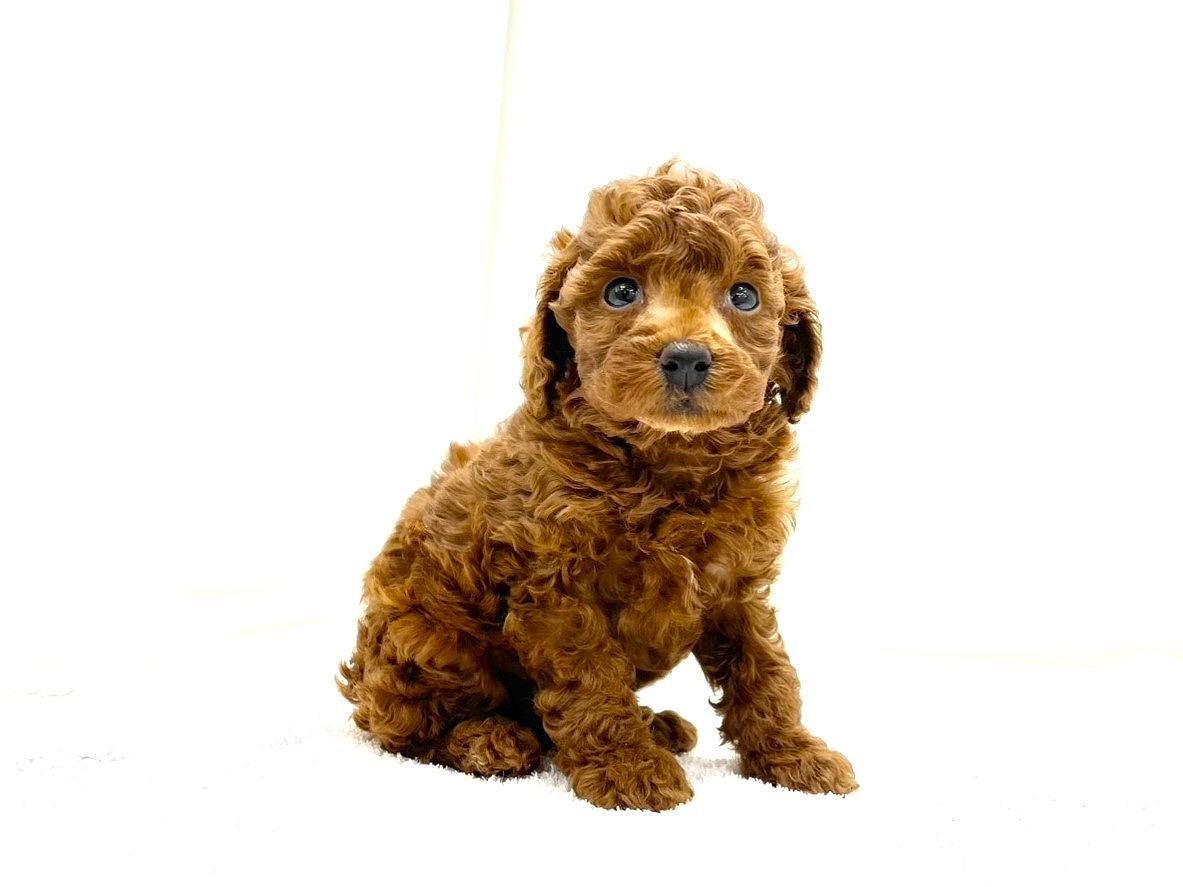 東京都のトイプードル(トイ) (かねだい本町田店/2025年8月10日生まれ/男の子/レッド)の子犬の3枚目の画像