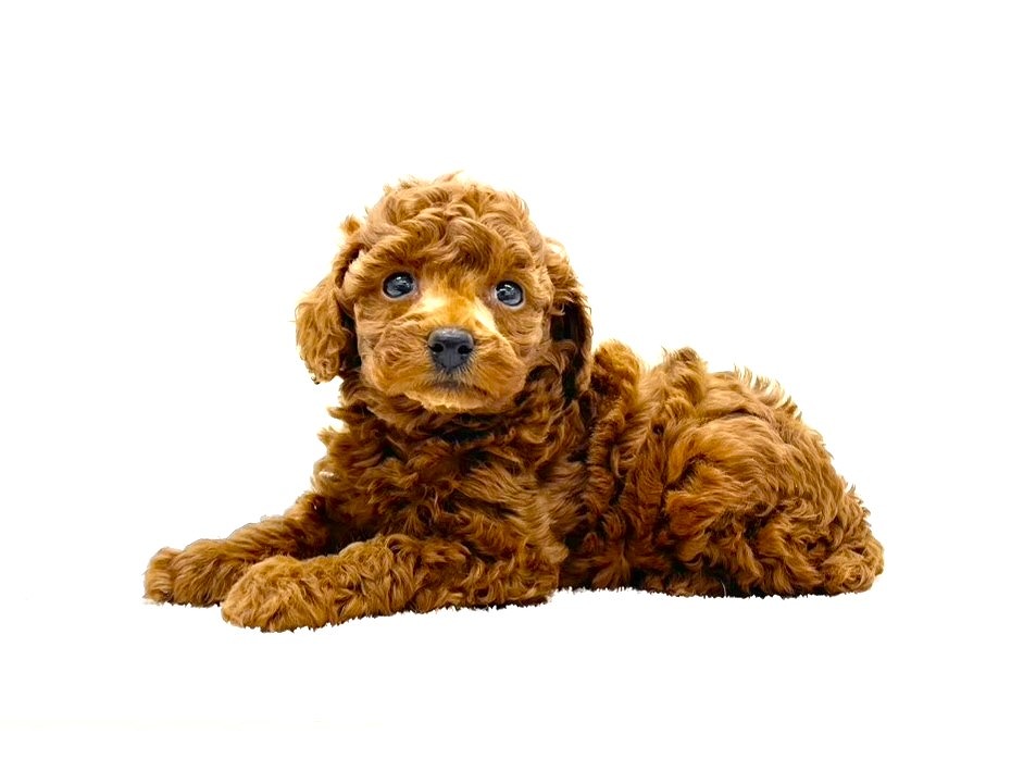 東京都のトイプードル(トイ) (かねだい本町田店/2025年8月10日生まれ/男の子/レッド)の子犬の4枚目の画像