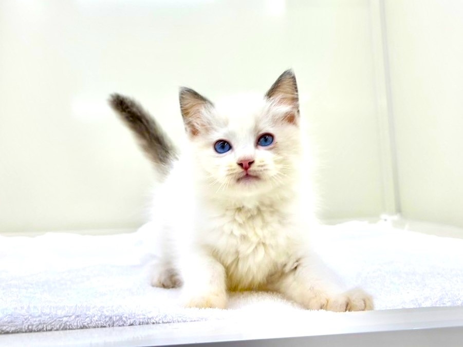 東京都のラグドール (かねだい本町田店/2025年8月8日生まれ/男の子/ブルーポイントバイカラー)の子猫の1枚目の画像