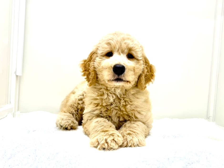 東京都のＭＩＸ犬　スタンプー×ゴールデンドゥードル (かねだい本町田店/2025年8月8日生まれ/男の子/ゴールド)の子犬の1枚目の画像