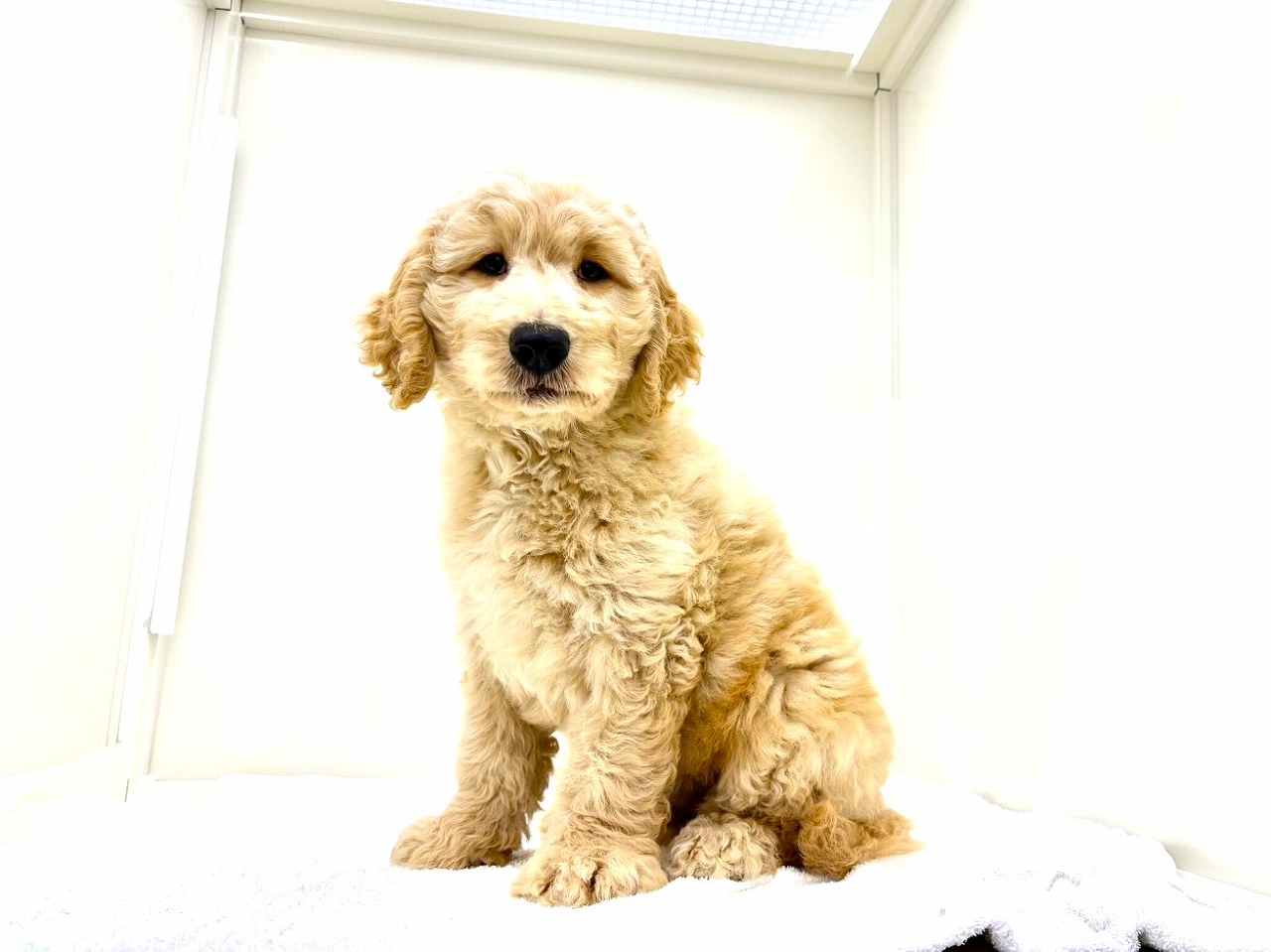 東京都のＭＩＸ犬　スタンプー×ゴールデンドゥードル (かねだい本町田店/2025年8月8日生まれ/男の子/ゴールド)の子犬の2枚目の画像