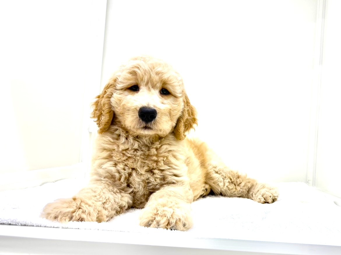 東京都のＭＩＸ犬　スタンプー×ゴールデンドゥードル (かねだい本町田店/2025年8月8日生まれ/男の子/ゴールド)の子犬の3枚目の画像