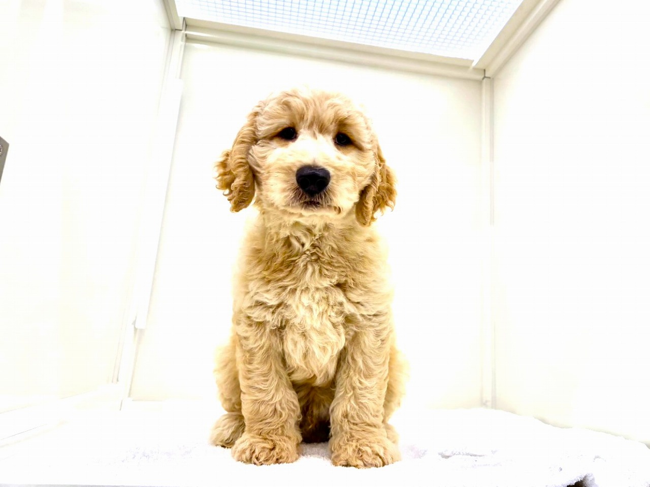 東京都のＭＩＸ犬　スタンプー×ゴールデンドゥードル (かねだい本町田店/2025年8月8日生まれ/男の子/ゴールド)の子犬の4枚目の画像