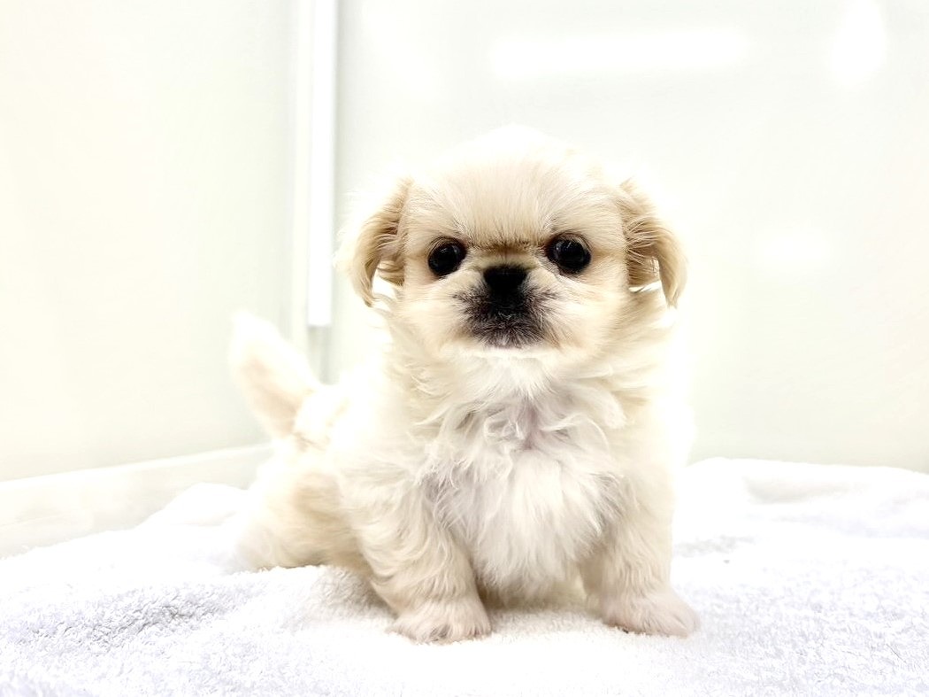 東京都のペキニーズ (かねだい本町田店/2025年8月1日生まれ/男の子/ホワイトクリーム)の子犬の1枚目の画像