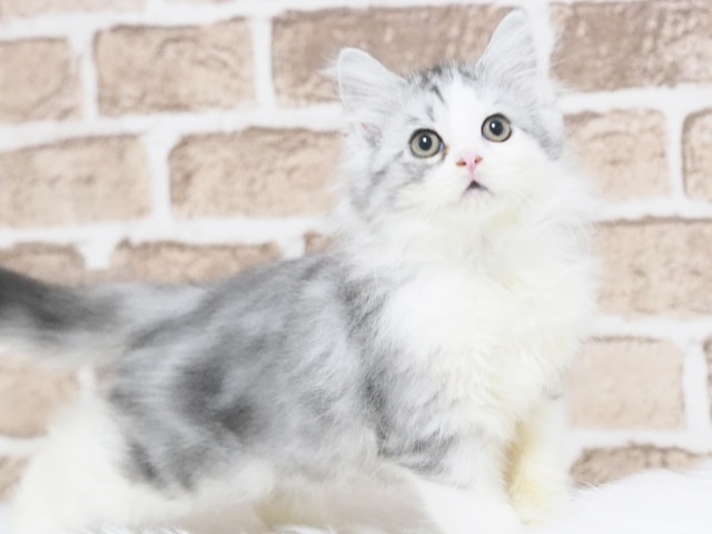 埼玉県のラガマフィン (かねだい戸田店/2025年8月5日生まれ/男の子/シルバータビーホワイト)の子猫
