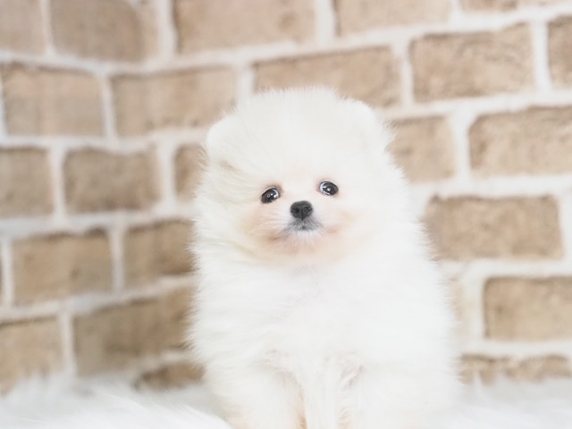 埼玉県のポメラニアン (かねだい戸田店/2025年8月8日生まれ/男の子/ホワイト)の子犬