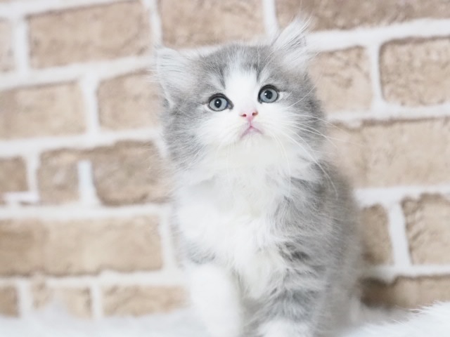 埼玉県のサイベリアン (かねだい戸田店/2025年8月8日生まれ/男の子/ブルータビーホワイト)の子猫の1枚目の画像