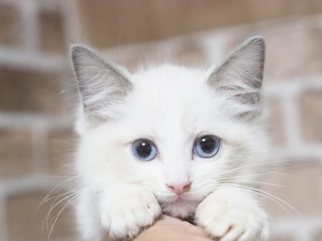 埼玉県のラグドール (かねだい戸田店/2025年8月8日生まれ/男の子/ブルーポイントバイカラー)の子猫