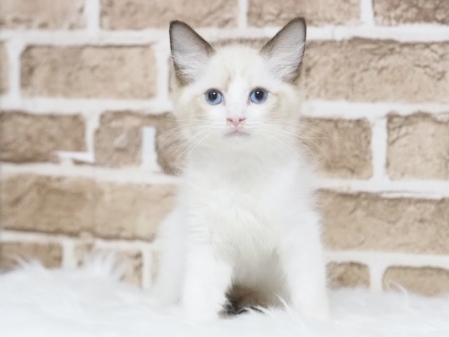 埼玉県のラグドール (かねだい戸田店/2025年8月8日生まれ/男の子/シールポイントバイカラー)の子猫