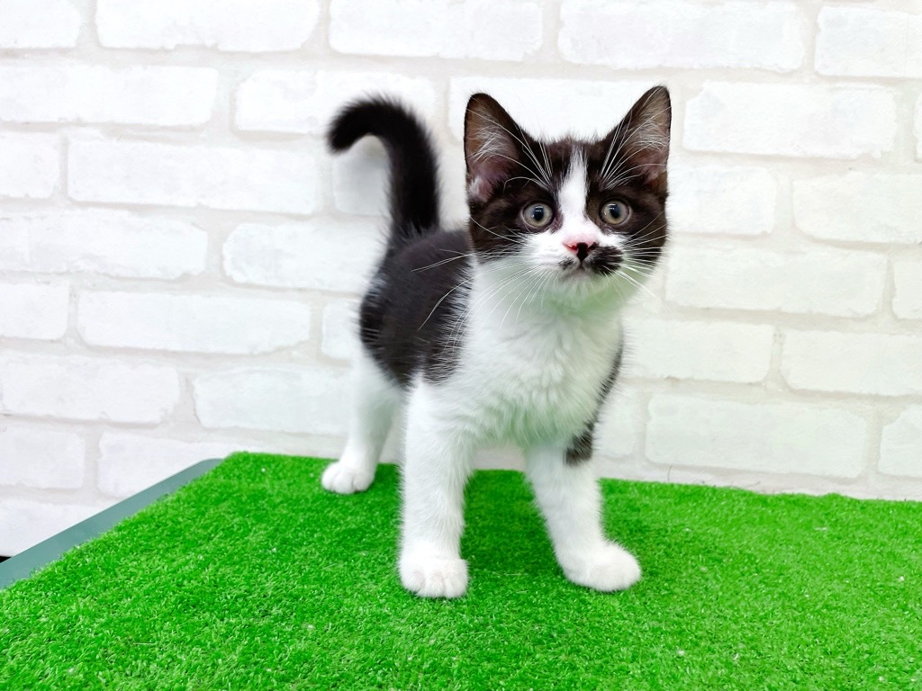 東京都のマンチカン (かねだい立川店/2025年8月6日生まれ/男の子/ブラックホワイト)の子猫の4枚目の画像