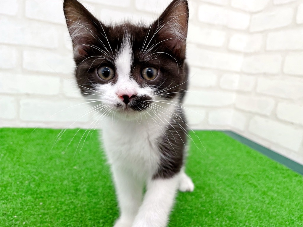東京都のマンチカン (かねだい立川店/2025年8月6日生まれ/男の子/ブラックホワイト)の子猫の4枚目の画像