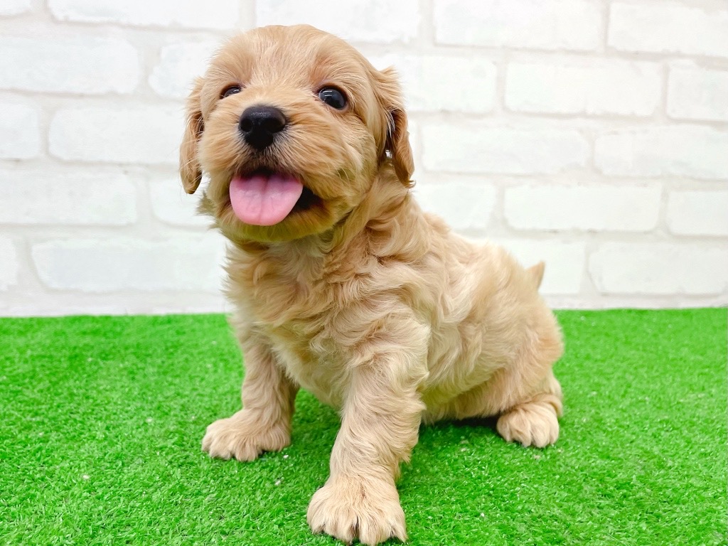 東京都のMIX犬　（父）マルチーズ、（母）トイプードル (かねだい立川店/2025年8月8日生まれ/女の子/アプリコット)の子犬の2枚目の画像