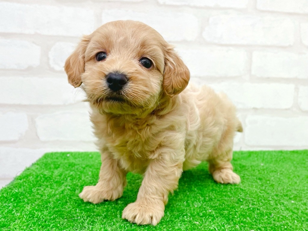 東京都のMIX犬　（父）マルチーズ、（母）トイプードル (かねだい立川店/2025年8月8日生まれ/女の子/アプリコット)の子犬の4枚目の画像