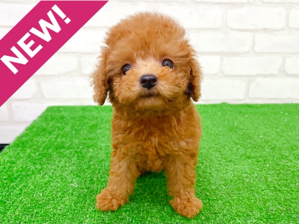 東京都のトイプードル(トイ) (かねだい立川店/2025年8月8日生まれ/男の子/レッド)の子犬の1枚目の画像