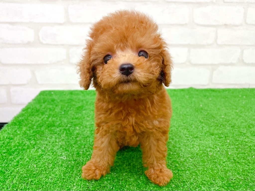 東京都のトイプードル(トイ) (かねだい立川店/2025年8月8日生まれ/男の子/レッド)の子犬の2枚目の画像