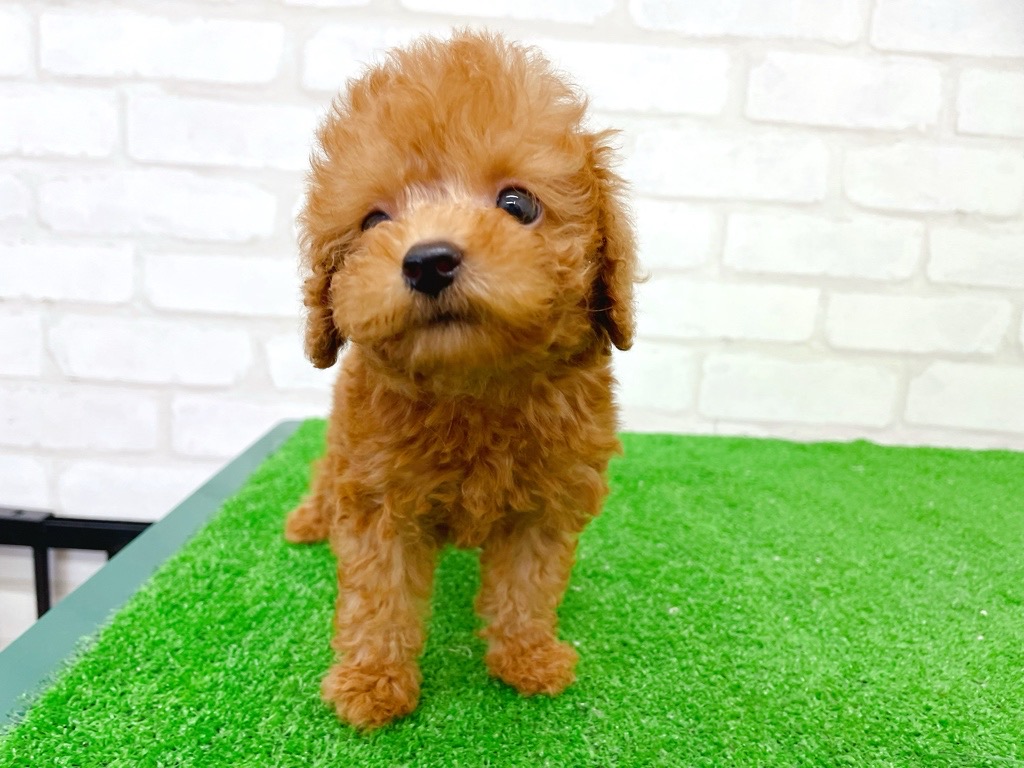 東京都のトイプードル(トイ) (かねだい立川店/2025年8月8日生まれ/男の子/レッド)の子犬の3枚目の画像