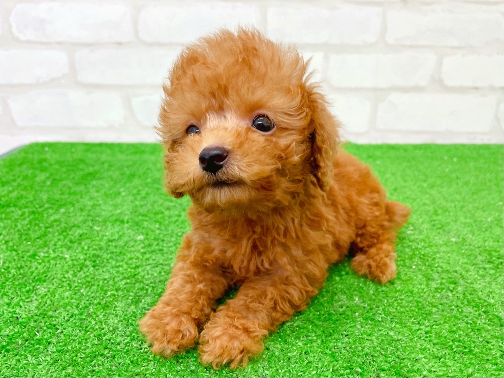 東京都のトイプードル(トイ) (かねだい立川店/2025年8月8日生まれ/男の子/レッド)の子犬の4枚目の画像