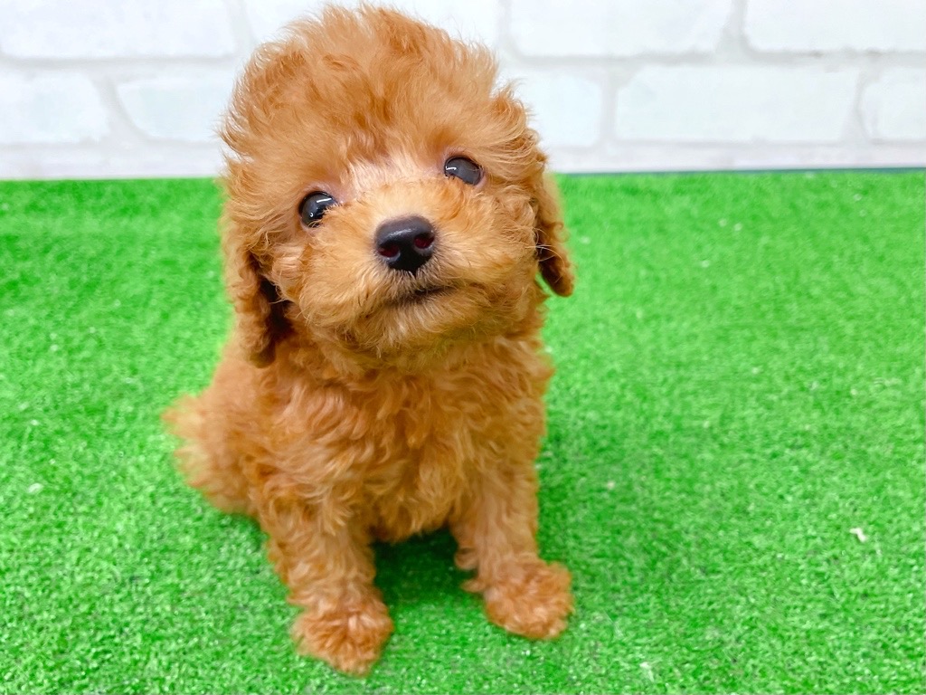 東京都のトイプードル(トイ) (かねだい立川店/2025年8月8日生まれ/男の子/レッド)の子犬の4枚目の画像