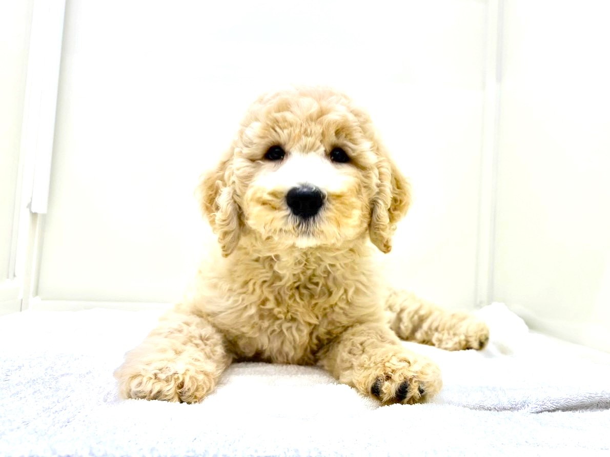 東京都のＭＩＸ犬　スタンプー×ゴールデンドゥードル (かねだい本町田店/2025年8月8日生まれ/女の子/ゴールド)の子犬の1枚目の画像