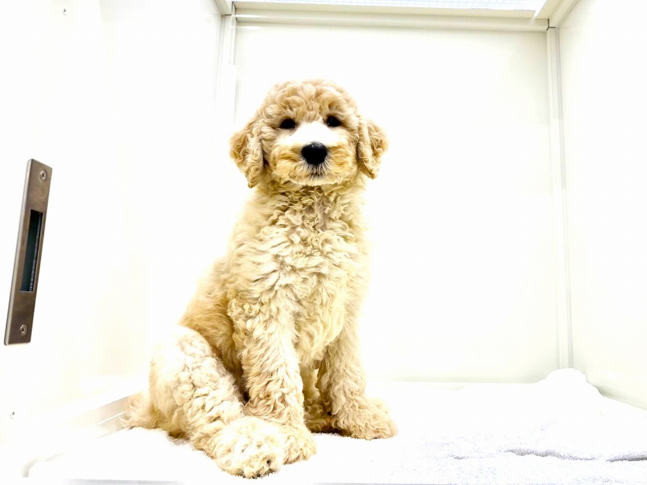 東京都のＭＩＸ犬　スタンプー×ゴールデンドゥードル (かねだい本町田店/2025年8月8日生まれ/女の子/ゴールド)の子犬の2枚目の画像