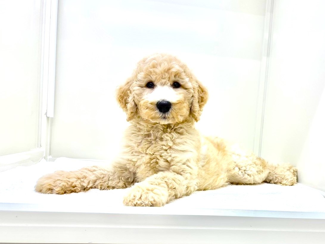 東京都のＭＩＸ犬　スタンプー×ゴールデンドゥードル (かねだい本町田店/2025年8月8日生まれ/女の子/ゴールド)の子犬の3枚目の画像
