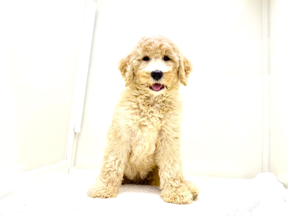 東京都のＭＩＸ犬　スタンプー×ゴールデンドゥードル (かねだい本町田店/2025年8月8日生まれ/女の子/ゴールド)の子犬の4枚目の画像