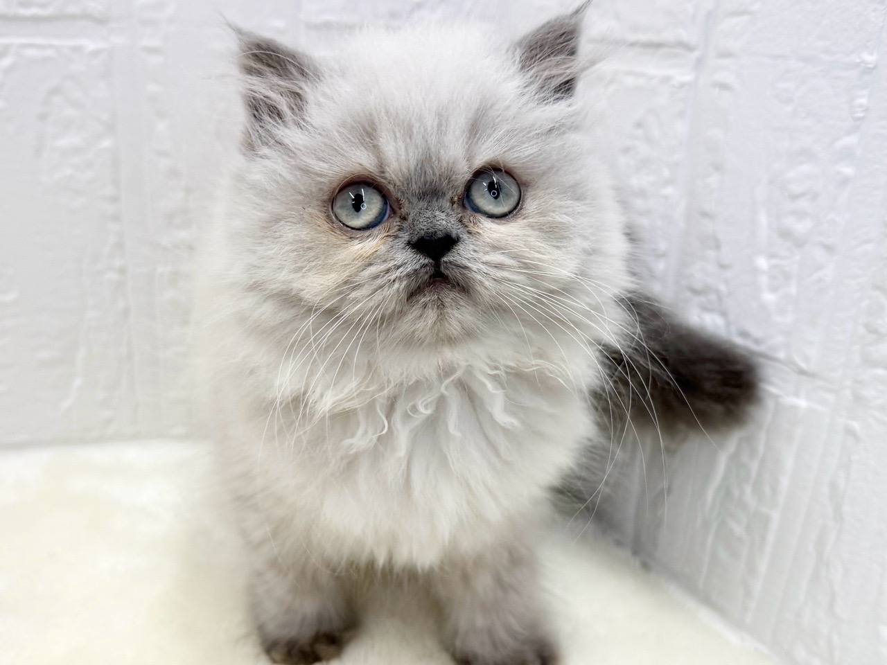 東京都のハーフ猫・ミックス猫 (かねだい青梅店/2025年8月7日生まれ/女の子/ブルーポイント)の子猫の2枚目の画像