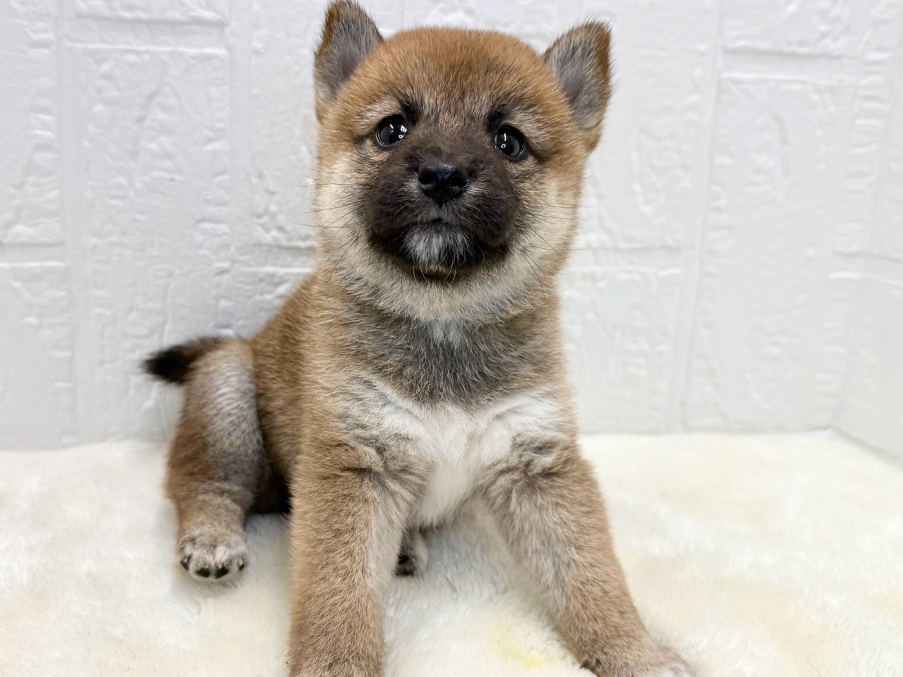 東京都の柴犬(標準サイズ) (かねだい青梅店/2025年8月11日生まれ/女の子/赤)の子犬の2枚目の画像
