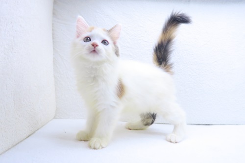 神奈川県のラガマフィン (かねだい海老名店/2025年8月10日生まれ/女の子/キャリコ)の子猫