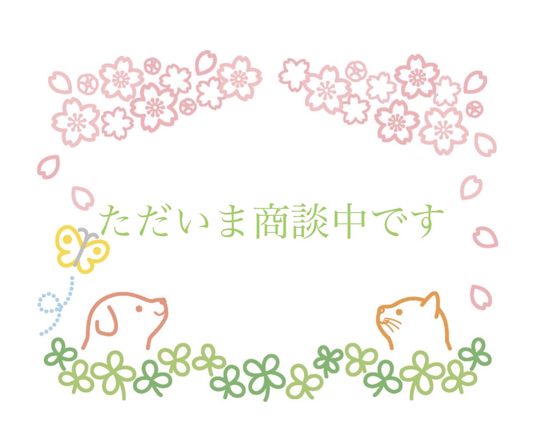 神奈川県のマンチカン (かねだい横浜店/2025年7月26日生まれ/男の子/クリームタビーホワイト)の子猫の1枚目の画像
