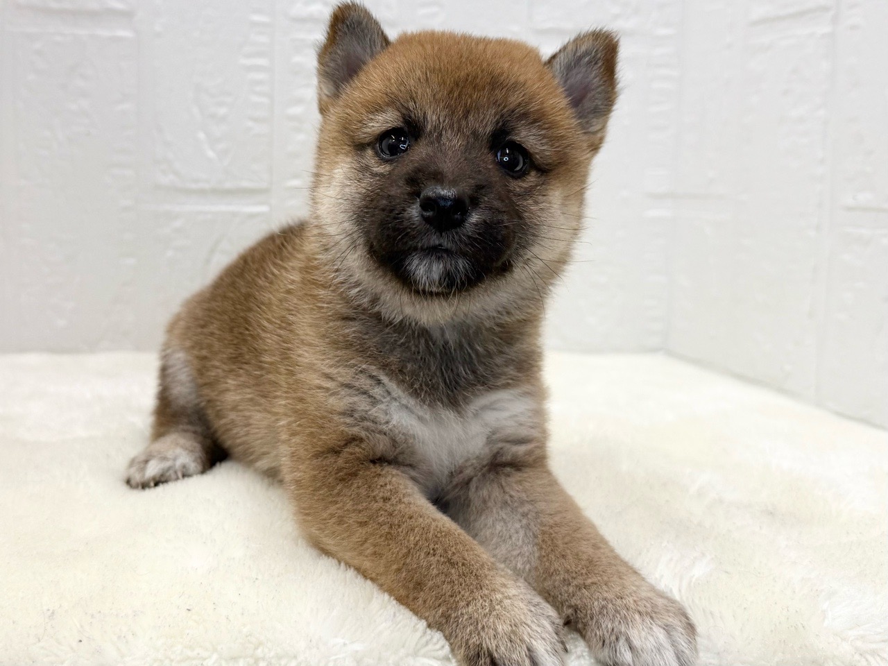 東京都の柴犬(標準サイズ) (かねだい青梅店/2025年8月11日生まれ/女の子/赤)の子犬の3枚目の画像