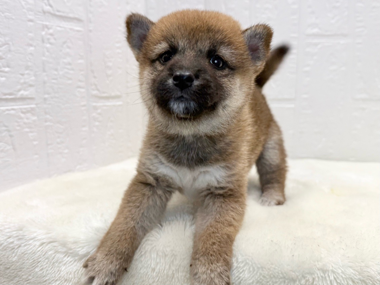 東京都の柴犬(標準サイズ) (かねだい青梅店/2025年8月11日生まれ/女の子/赤)の子犬の4枚目の画像