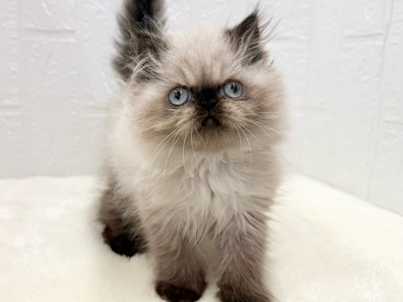 東京都のハーフ猫・ミックス猫 (かねだい青梅店/2025年8月7日生まれ/女の子/シールポイント)の子猫の3枚目の画像