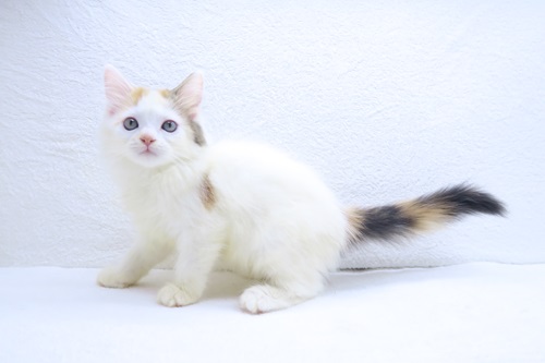 神奈川県のラガマフィン (かねだい海老名店/2025年8月10日生まれ/女の子/キャリコ)の子猫の2枚目の画像