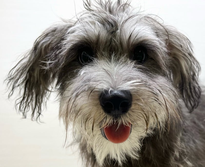 千葉県のハーフ犬・ミックス犬 (かねだい八千代店/2025年4月16日生まれ/女の子/フォーン)の子犬の3枚目の画像