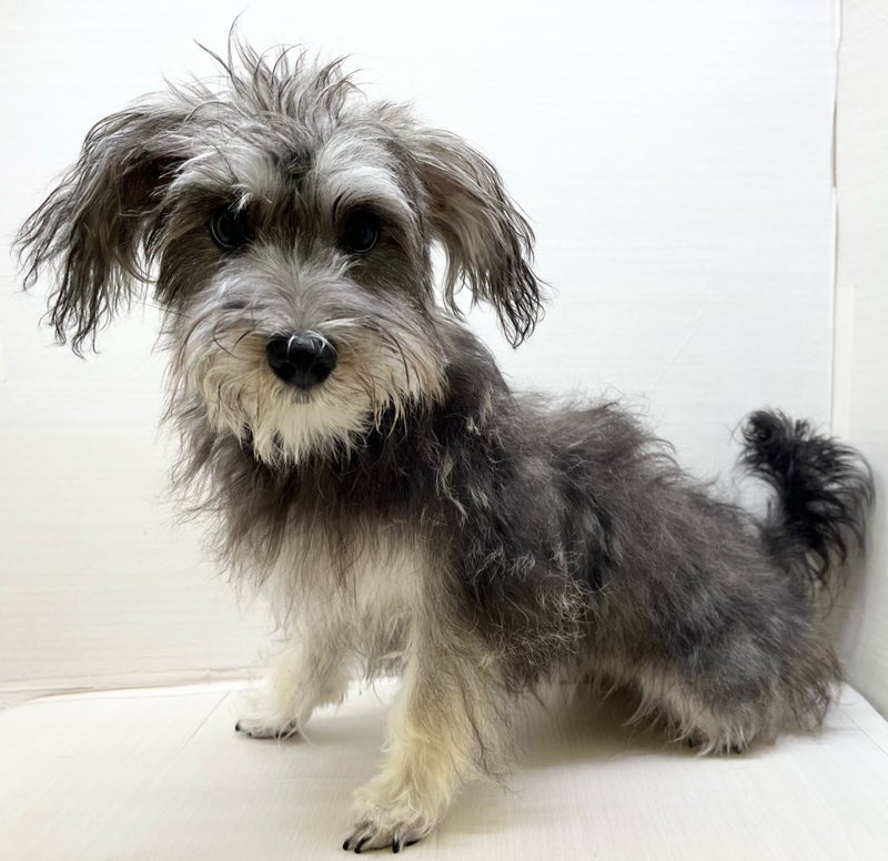 千葉県のハーフ犬・ミックス犬 (かねだい八千代店/2025年4月16日生まれ/女の子/フォーン)の子犬の4枚目の画像