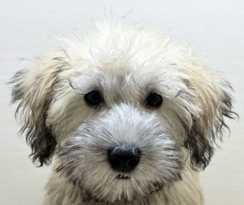 千葉県のハーフ犬・ミックス犬 (かねだい八千代店/2025年6月21日生まれ/男の子/その他色)の子犬の3枚目の画像