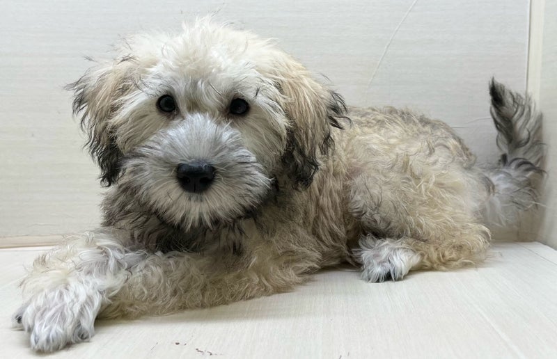 千葉県のハーフ犬・ミックス犬 (かねだい八千代店/2025年6月21日生まれ/男の子/その他色)の子犬の4枚目の画像