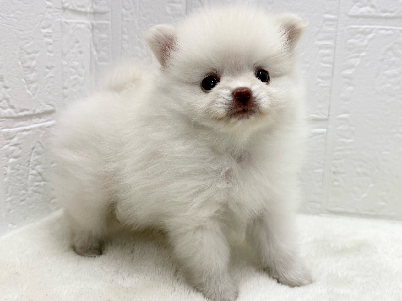 東京都のポメラニアン (かねだい青梅店/2025年8月11日生まれ/男の子/クリーム)の子犬の3枚目の画像