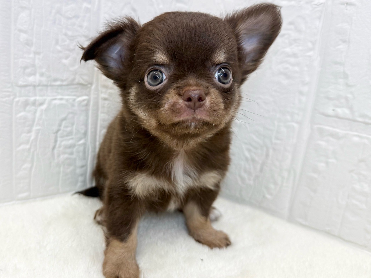 東京都のチワワ(ロング) (かねだい青梅店/2025年8月12日生まれ/男の子/チョコレートタン)の子犬の3枚目の画像