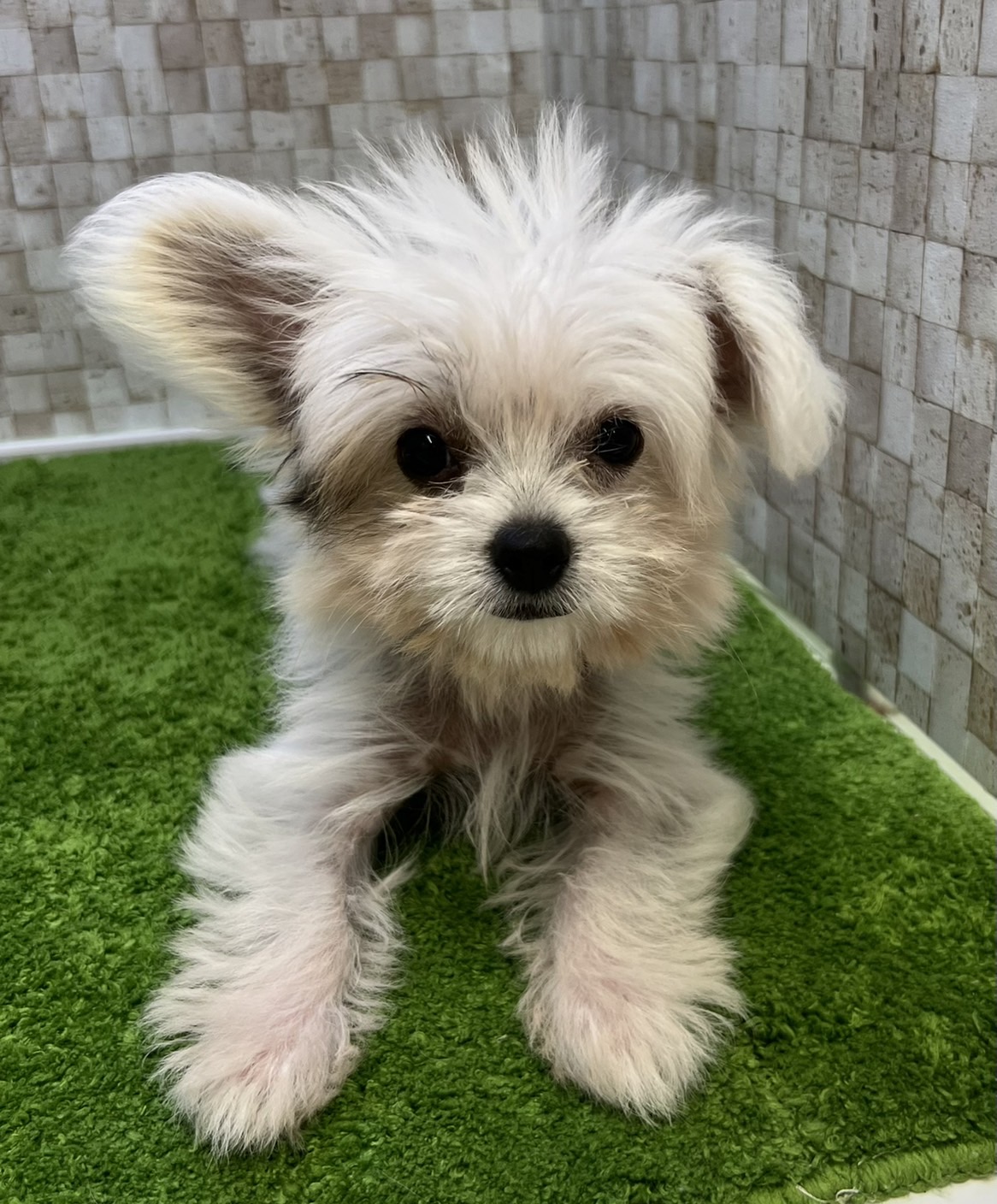 当日出荷対応品 犬 値下げしました 犬用品 Ioksi Occidentalmindoro Gov Ph
