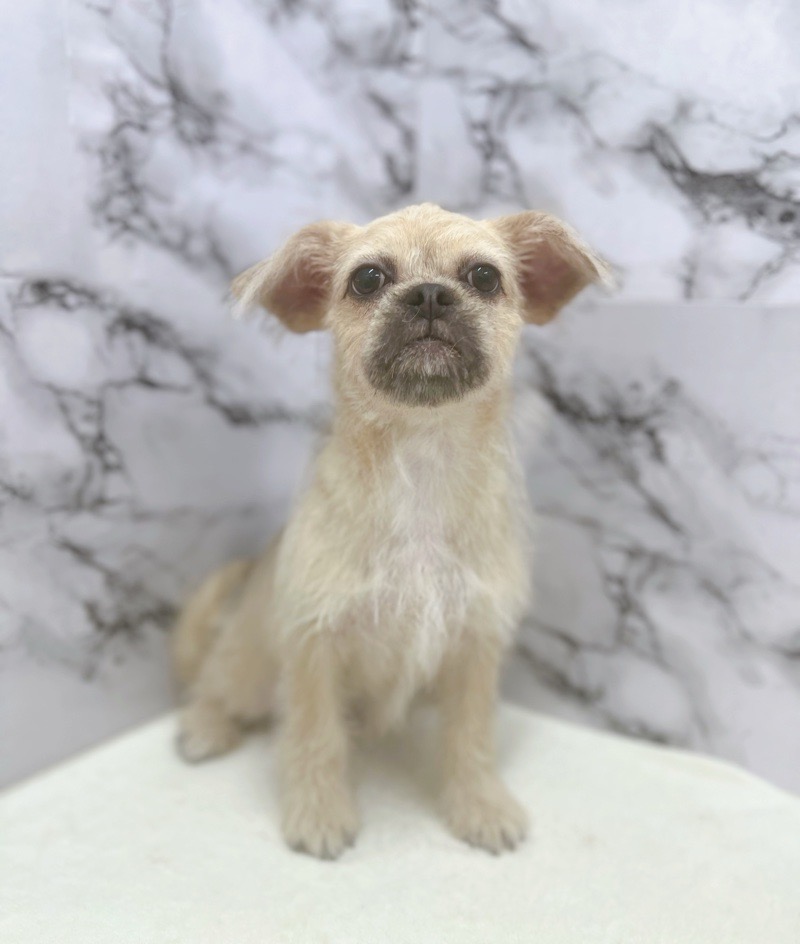 神奈川県のハーフ犬・ミックス犬 (かねだい東戸塚店/2025年5月31日生まれ/女の子/フォーン)の子犬の2枚目の画像