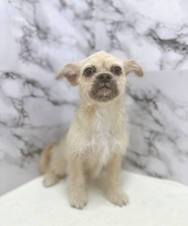 神奈川県のハーフ犬・ミックス犬 (かねだい東戸塚店/2025年5月31日生まれ/女の子/フォーン)の子犬の3枚目の画像