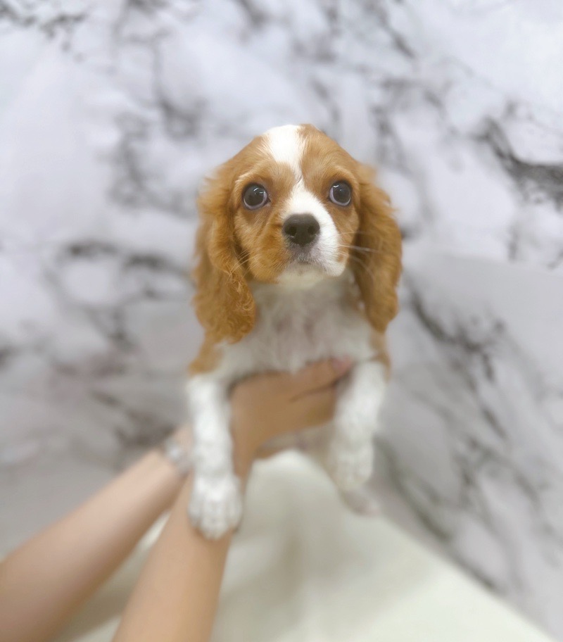 神奈川県のキャバリアキングチャールズスパニエル (かねだい東戸塚店/2025年7月17日生まれ/男の子/ブレンハイム)の子犬の2枚目の画像