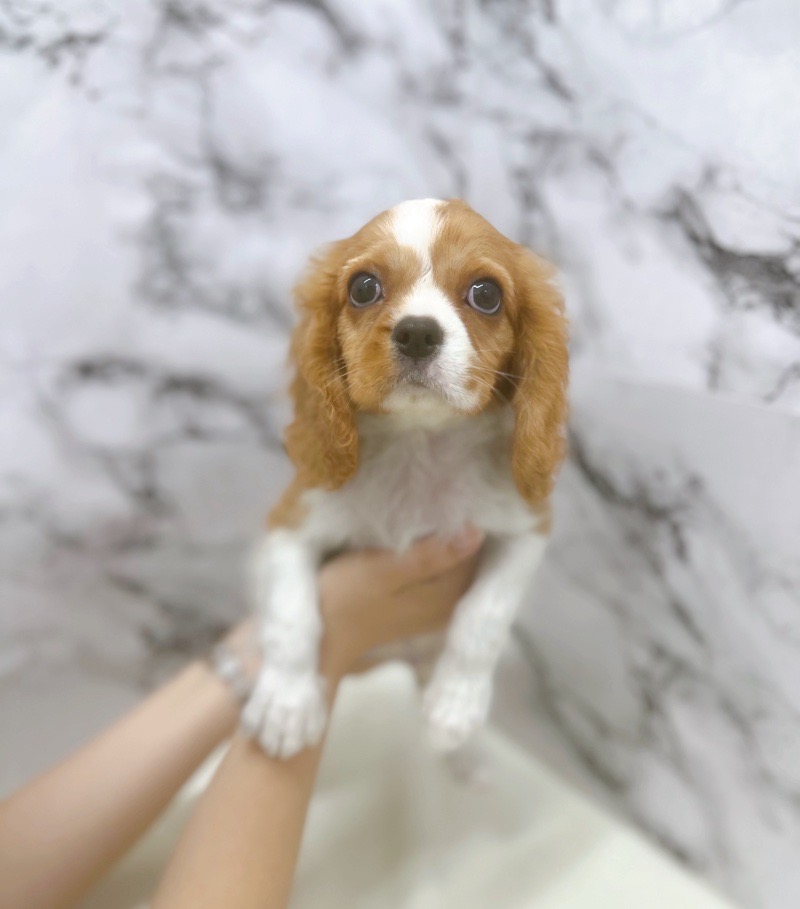 神奈川県のキャバリアキングチャールズスパニエル (かねだい東戸塚店/2025年7月17日生まれ/男の子/ブレンハイム)の子犬の3枚目の画像