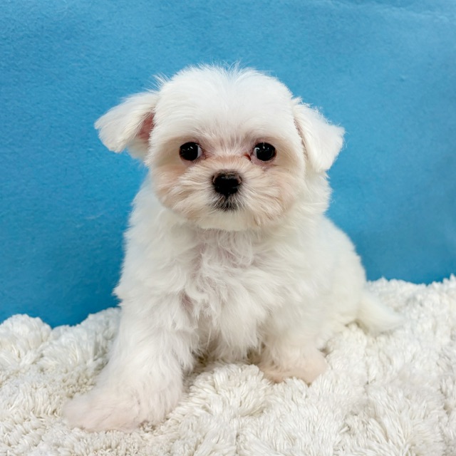 千葉県のハーフ犬・ミックス犬 (かねだい四街道店/2025年8月8日生まれ/女の子/ホワイト)の子犬の1枚目の画像