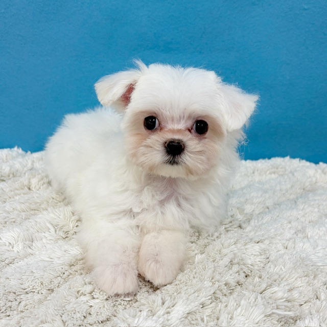 千葉県のハーフ犬・ミックス犬 (かねだい四街道店/2025年8月8日生まれ/女の子/ホワイト)の子犬の2枚目の画像