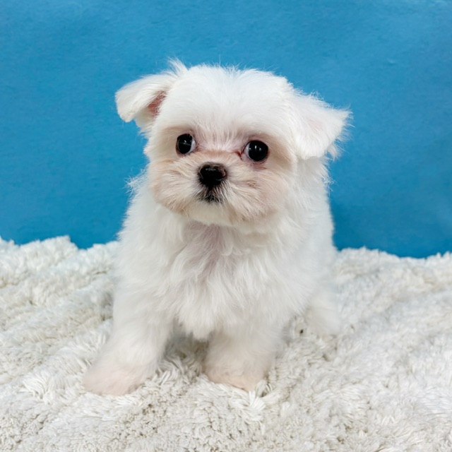 千葉県のハーフ犬・ミックス犬 (かねだい四街道店/2025年8月8日生まれ/女の子/ホワイト)の子犬の4枚目の画像